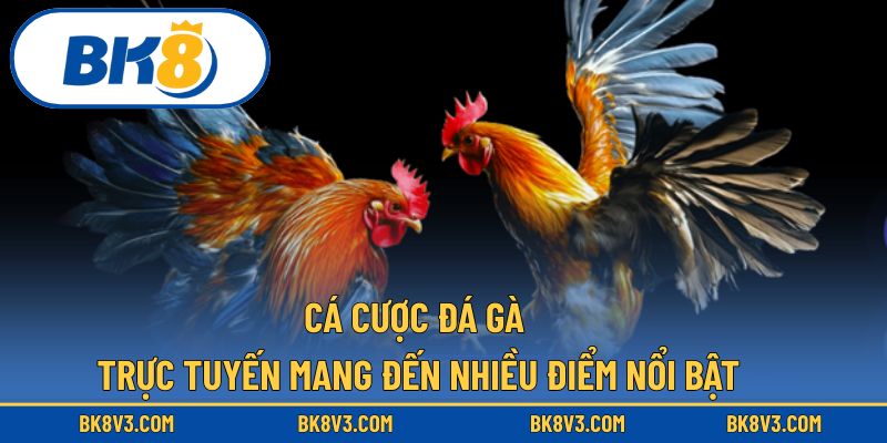 Cá cược đá gà trực tuyến mang đến nhiều điểm nổi bật