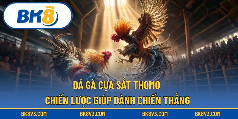Đá gà cựa sắt thomo