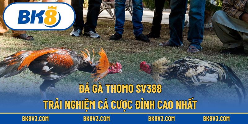 đá gà thomo SV388