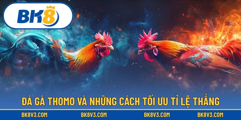 Đá gà thomo và những cách tối ưu tỉ lệ thắng