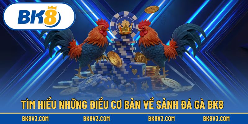 Cái nhìn tổng quan về các điều cần biết tại sảnh đá gà