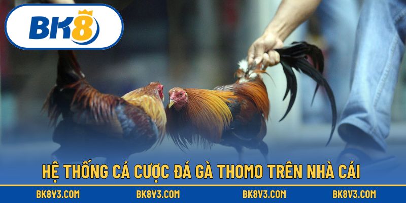 Hệ thống cá cược đá gà thomo trên nhà cái 