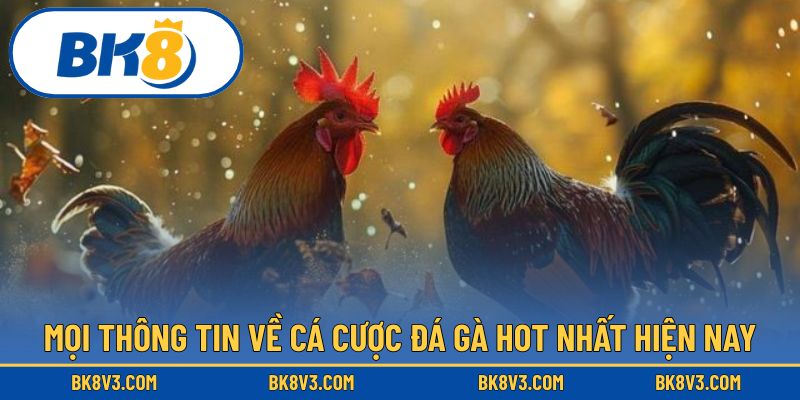 Mọi thông tin về cá cược đá gà hot nhất hiện nay