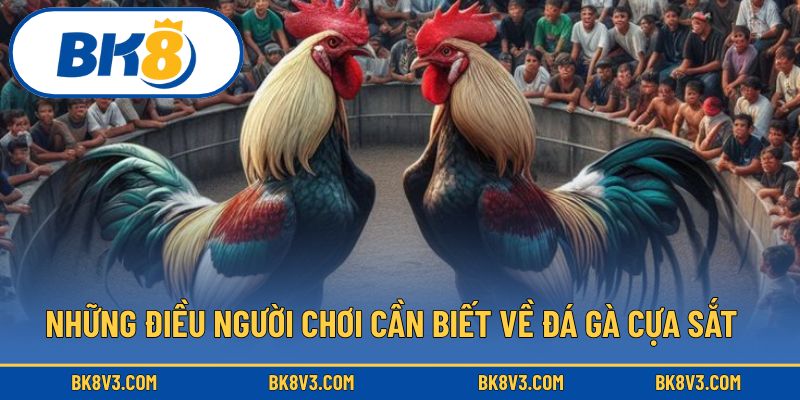 Những điều người chơi cần biết về đá gà cựa sắt